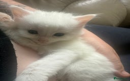 Mixed Breed cats for sale: Long haired fur balls  - Image 4
