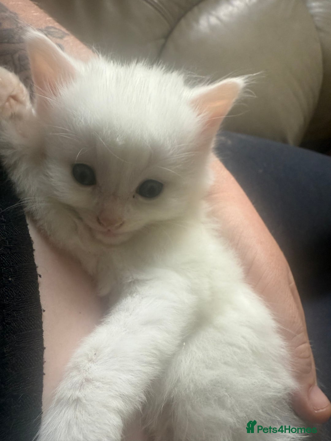 Mixed Breed cats for sale: Long haired fur balls  - Image 4