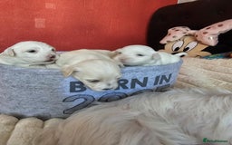 Bichon Frise dogs for sale: 6 bichon maltes - Image 3