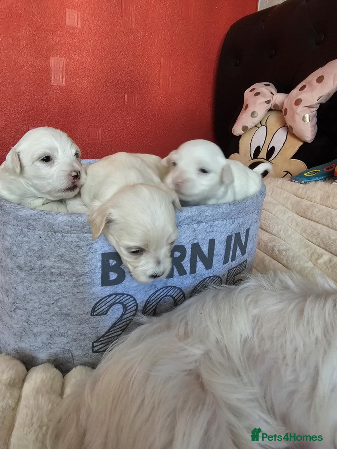 Bichon Frise dogs for sale: 6 bichon maltes - Image 3