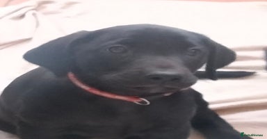 Labrador Retriever dogs in Ross-on-Wye - Advert 12