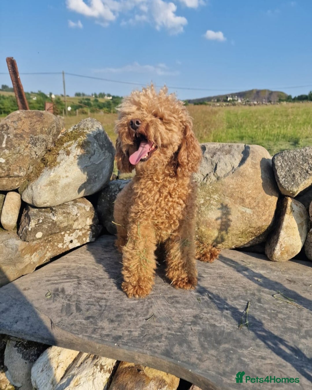 Toy Poodle dogs for stud: Red Health tested Toy Poodle Stud - Advert 2