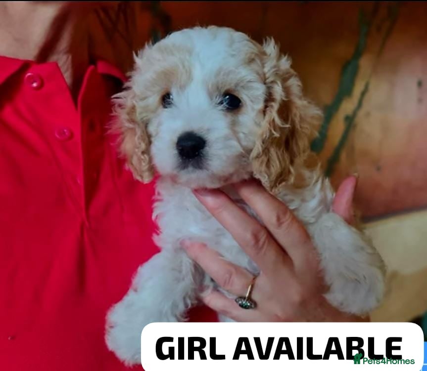 Cavapoo dogs Health tested red cavapoo puppies - Advert 16