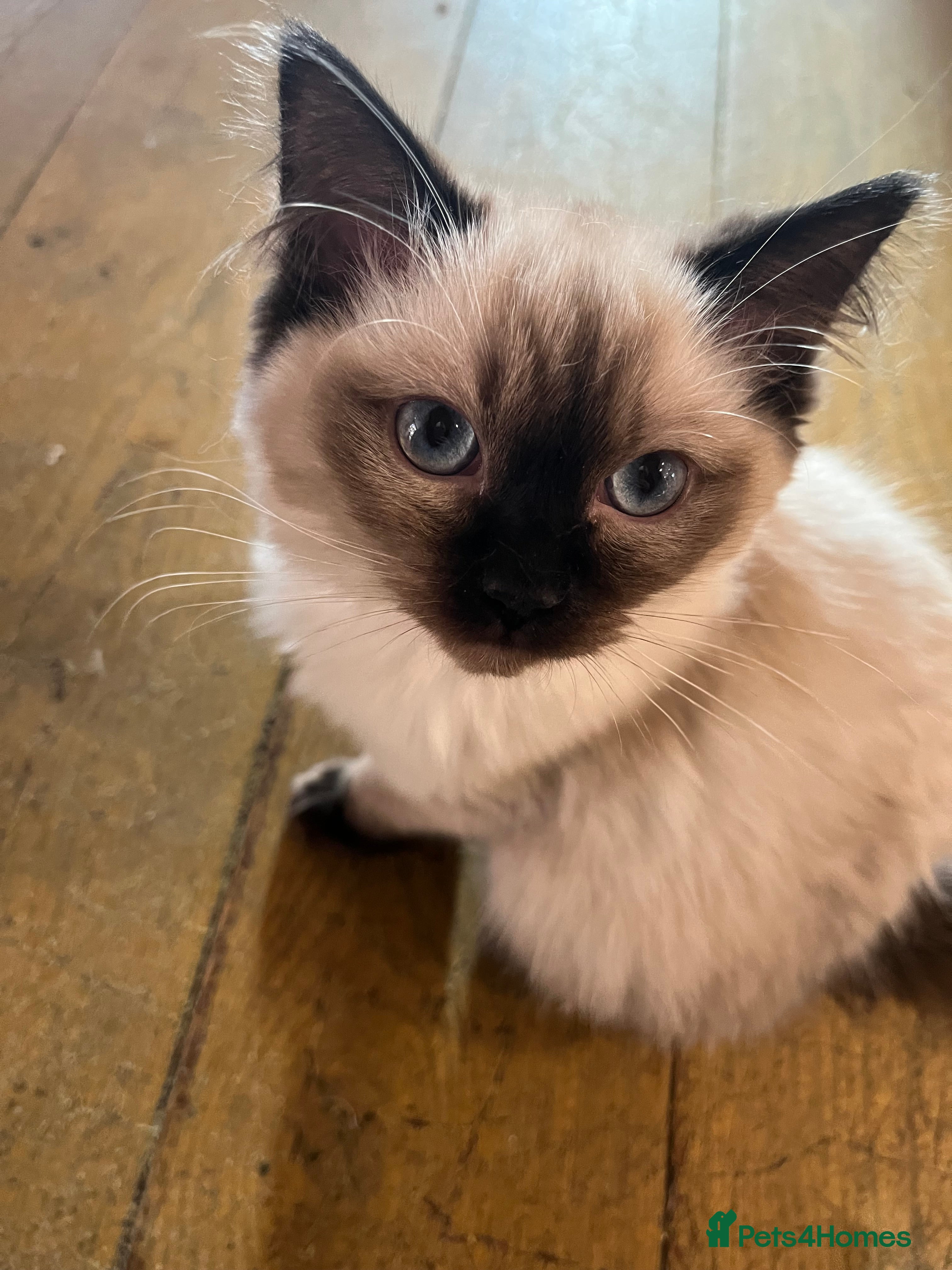 Ragdoll cats Beautiful Pedigree Seal Point Ragdoll Girl - Advert 6