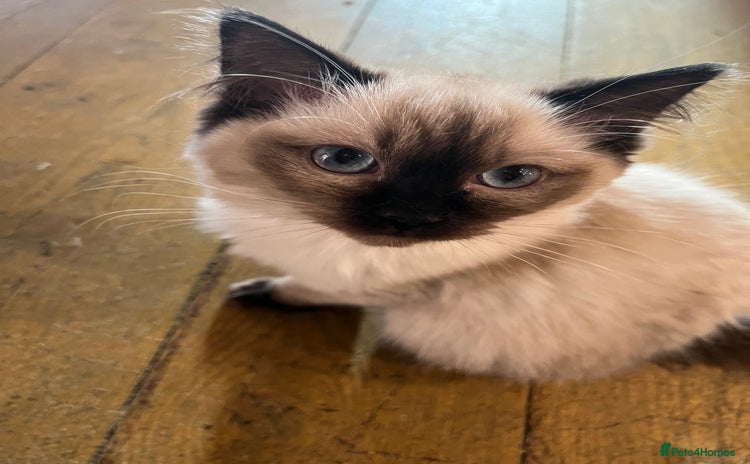 Ragdoll cats Beautiful Pedigree Seal Point Ragdoll Girl - Advert 2