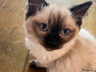 Ragdoll cats Beautiful Pedigree Seal Point Ragdoll Girl - Advert 1