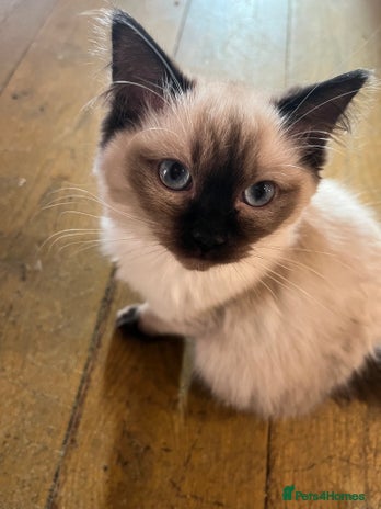 Ragdoll cats Beautiful Pedigree Seal Point Ragdoll Girl - Advert 2