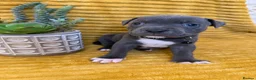 Staffordshire Bull Terrier dogs for sale: KC Blue Staffordshire bull terrier puppies  - Advert 22