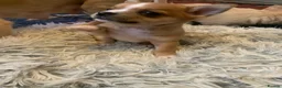 Chihuahua dogs for sale: Playful chihuahua puppies - Advert 6