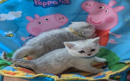 Scottish Fold cats for sale: 🥰 Scottish fold kitties for loving homes 💗 - Advert 12
