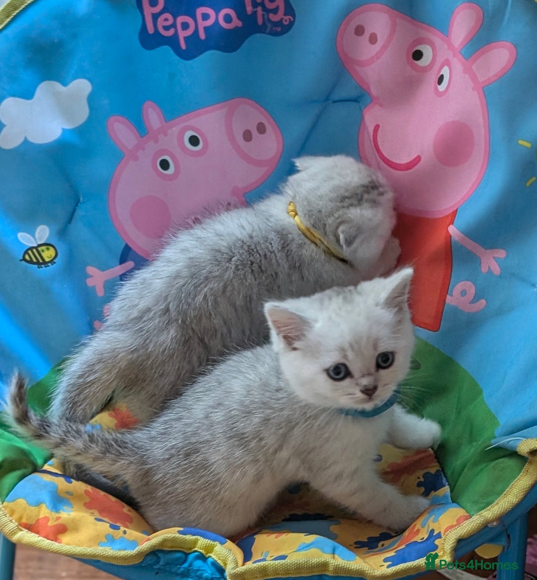 Scottish Fold cats for sale: 🥰 Scottish fold kitties for loving homes 💗 - Advert 12