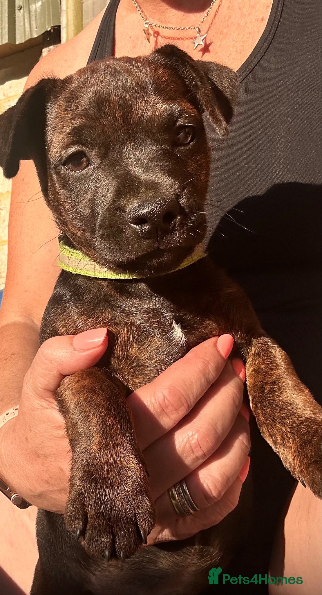 Patterjack dogs Patterjack pups with amazing & rare colours!  - Advert 1