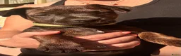 Patterjack dogs for sale: Patterjack pups with amazing & rare colours!  in Etchingham - Advert 1