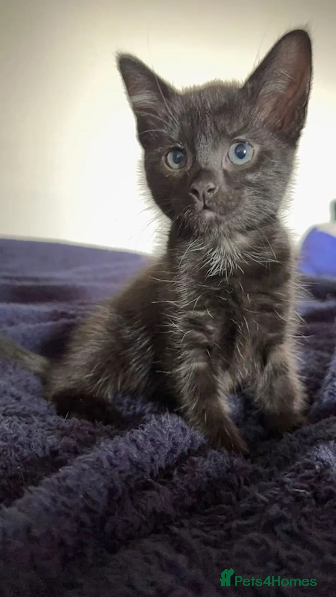 Savannah cats for sale: savannah/maine coon tabby mix kittens  - Advert 5