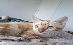 Bengal cats for stud: GANDALF Snow Mink Blue Carrier Russia Lines in Gateshead - Image 12