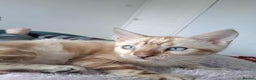 Bengal cats for stud: GANDALF Snow Mink Blue Carrier Russia Lines in Gateshead - Advert 5