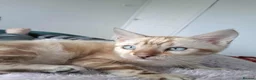 Bengal cats for stud: GANDALF Snow Mink Blue Carrier Russia Lines in Gateshead - Advert 6