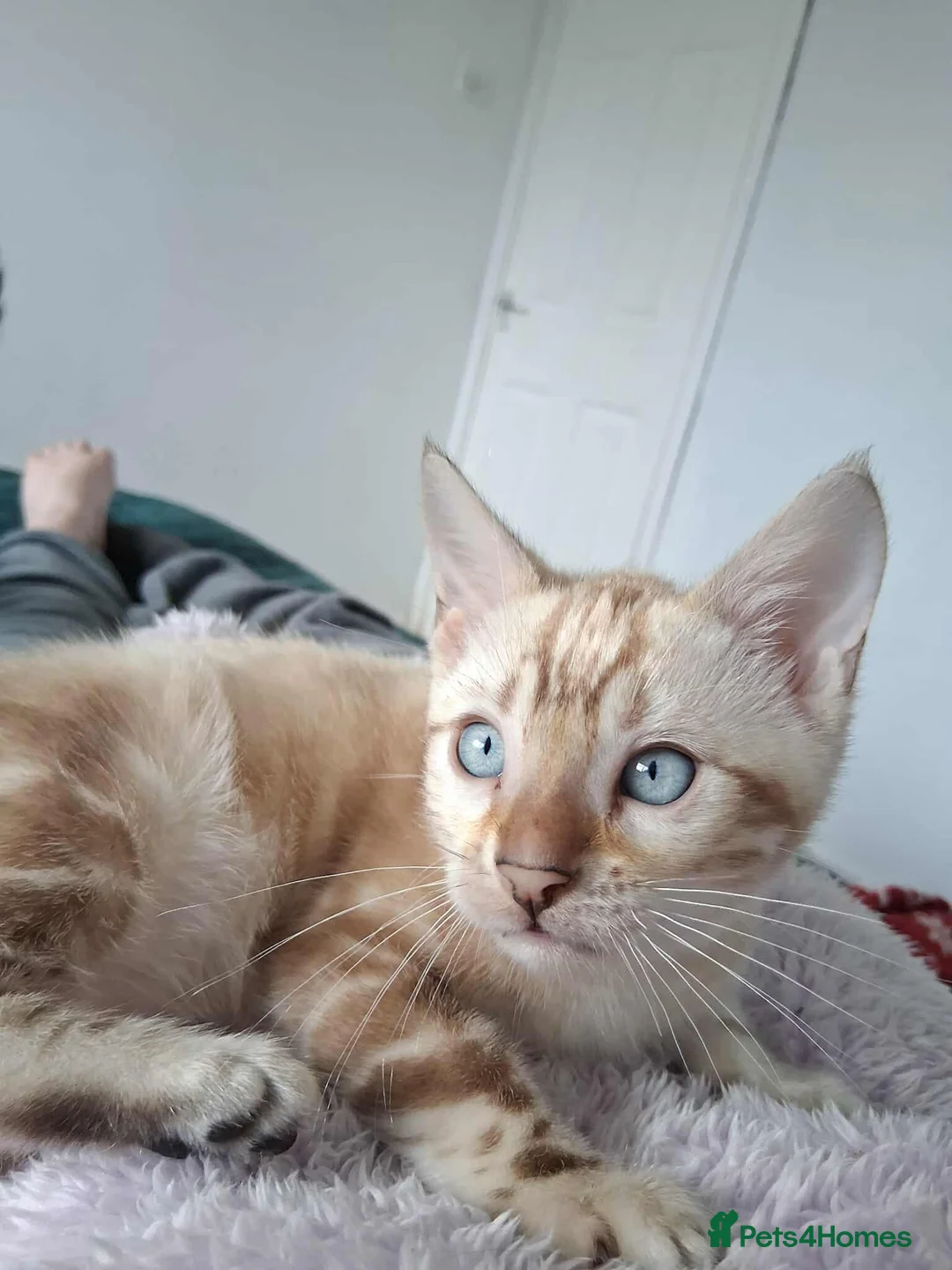 Bengal cats for stud: GANDALF Snow Mink Blue Carrier Russia Lines in Gateshead - Advert 6