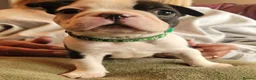Boston Terrier dogs for sale: Beautiful Boston Babies looking for forever family - Advert 11