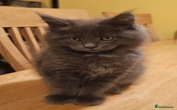 Maine Coon cats for sale: Pure Maine Coons – European Lines - Advert 5