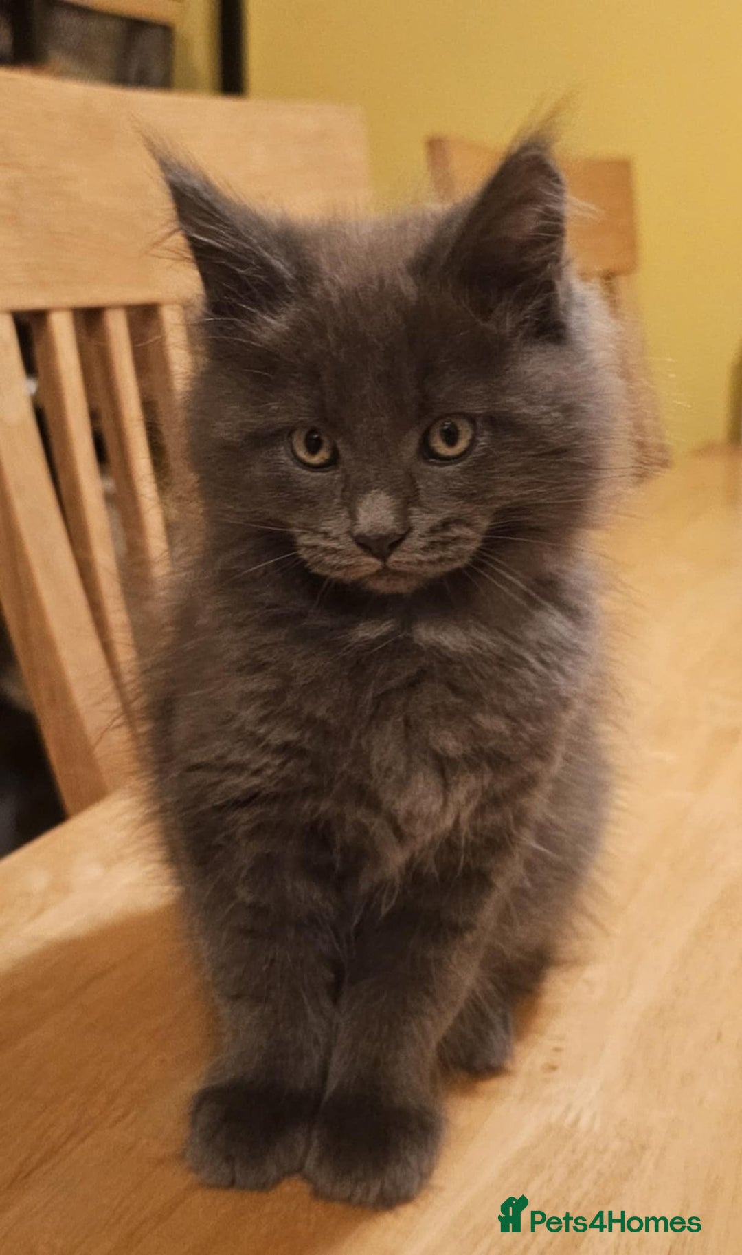 Maine Coon cats for sale: Pure Maine Coons – European Lines - Advert 5