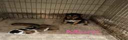 Jack Russell dogs for sale: Miniature jack Russell’s  - Advert 7