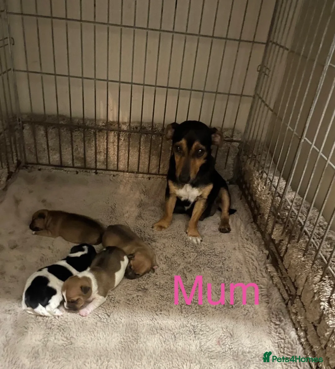 Jack Russell dogs for sale: Miniature jack Russell’s  - Advert 7