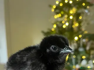 Chickens poultry Ayam Cemani 🖤 - Advert 1