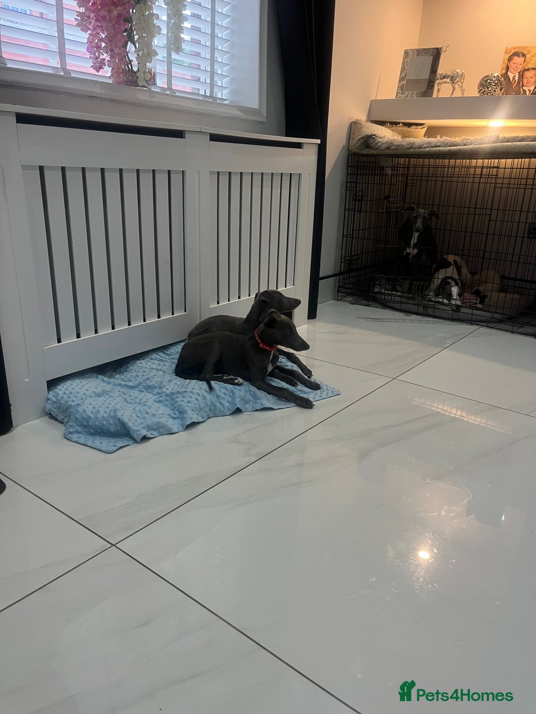 Whippet dogs for sale: Blue boy kc reg fully vaccinated and microchip  - Image 8