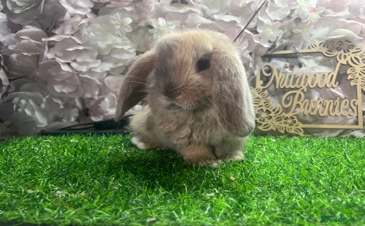 Mini Lop rabbits - Advert 3