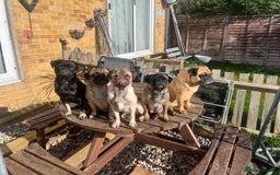 Pug dogs for sale: Adorable chunky pug puppies deposits taken now  - Advert 8