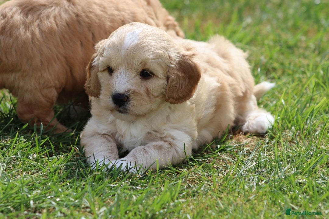 Cavapoochon dogs for sale: Beautiful Cavapoochon puppies for sale - Image 26