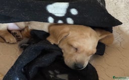 Miniature Dachshund dogs for sale: 1 MALE CREAM SMOOTH HAIRED DACSHUND  - Image 5