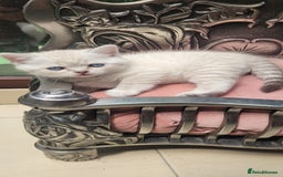 Scottish Fold cats for sale: Scottish fold kittens with blue eyes  - Image 2