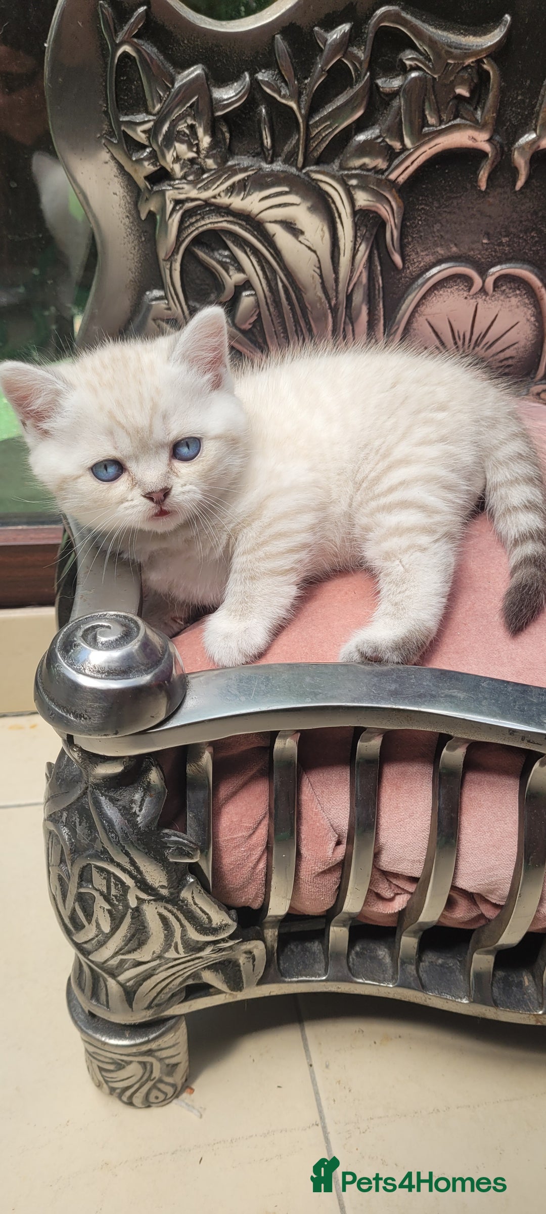 Scottish Fold cats for sale: Scottish fold kittens with blue eyes  - Image 2