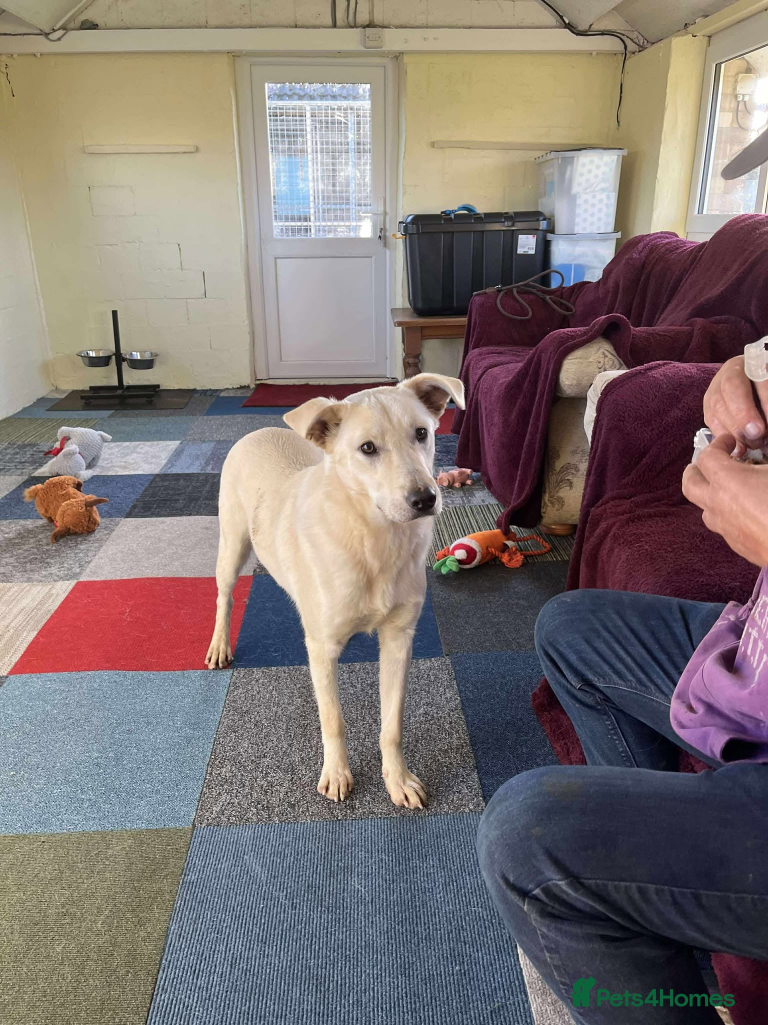 Mixed Breed dogs ARGOS - Advert 17