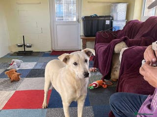 Mixed Breed dogs ARGOS - Advert 2