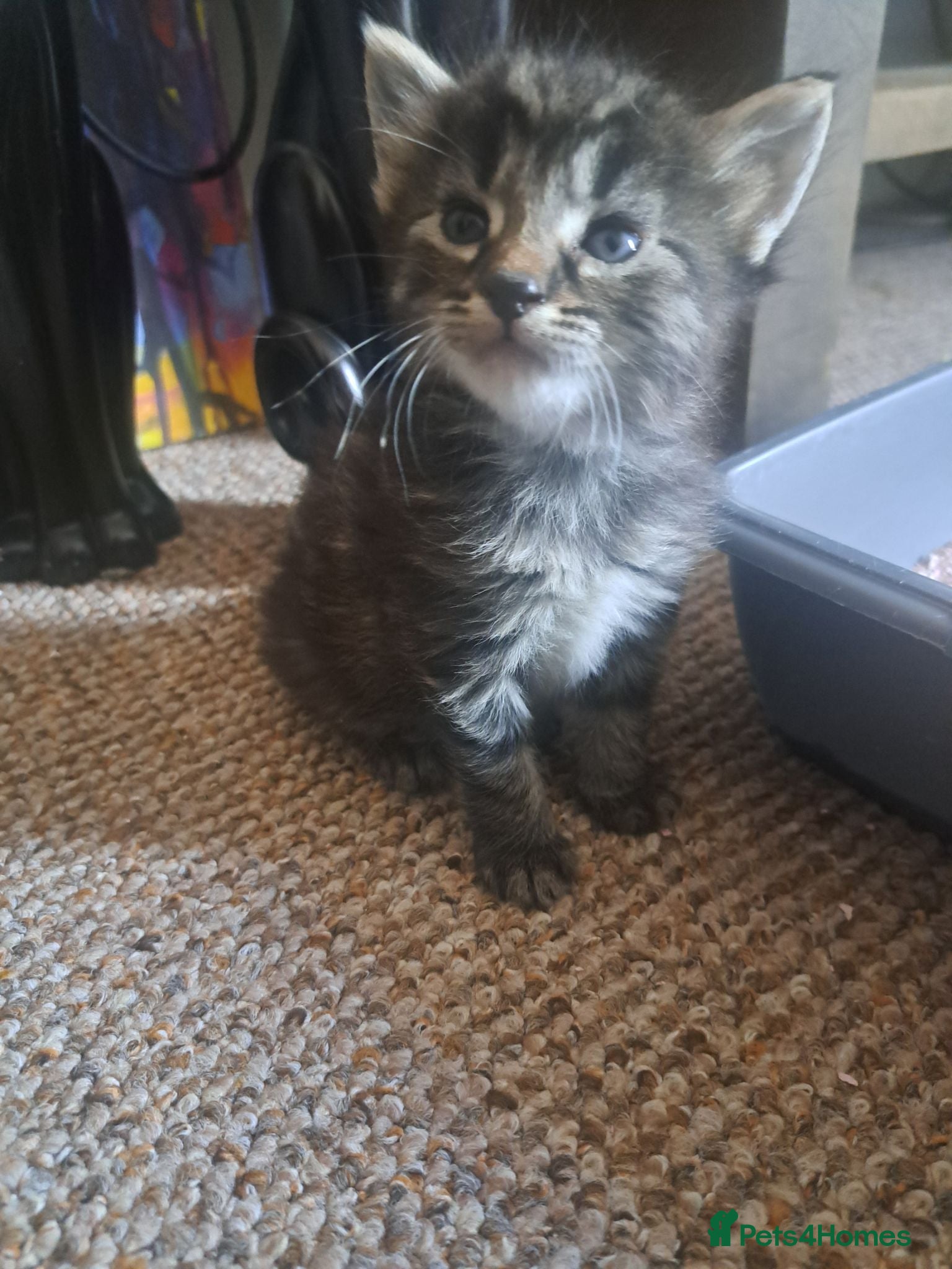 Mixed Breed cats Fluffly kittens £50 - Advert 12