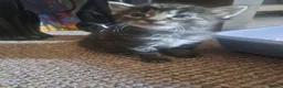 Mixed Breed cats for sale: Fluffly kittens £50 - Advert 1