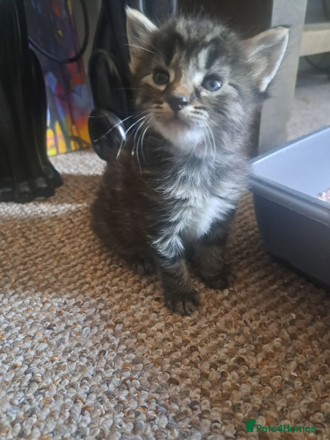Mixed Breed cats for sale: Fluffly kittens £50 - Advert 1