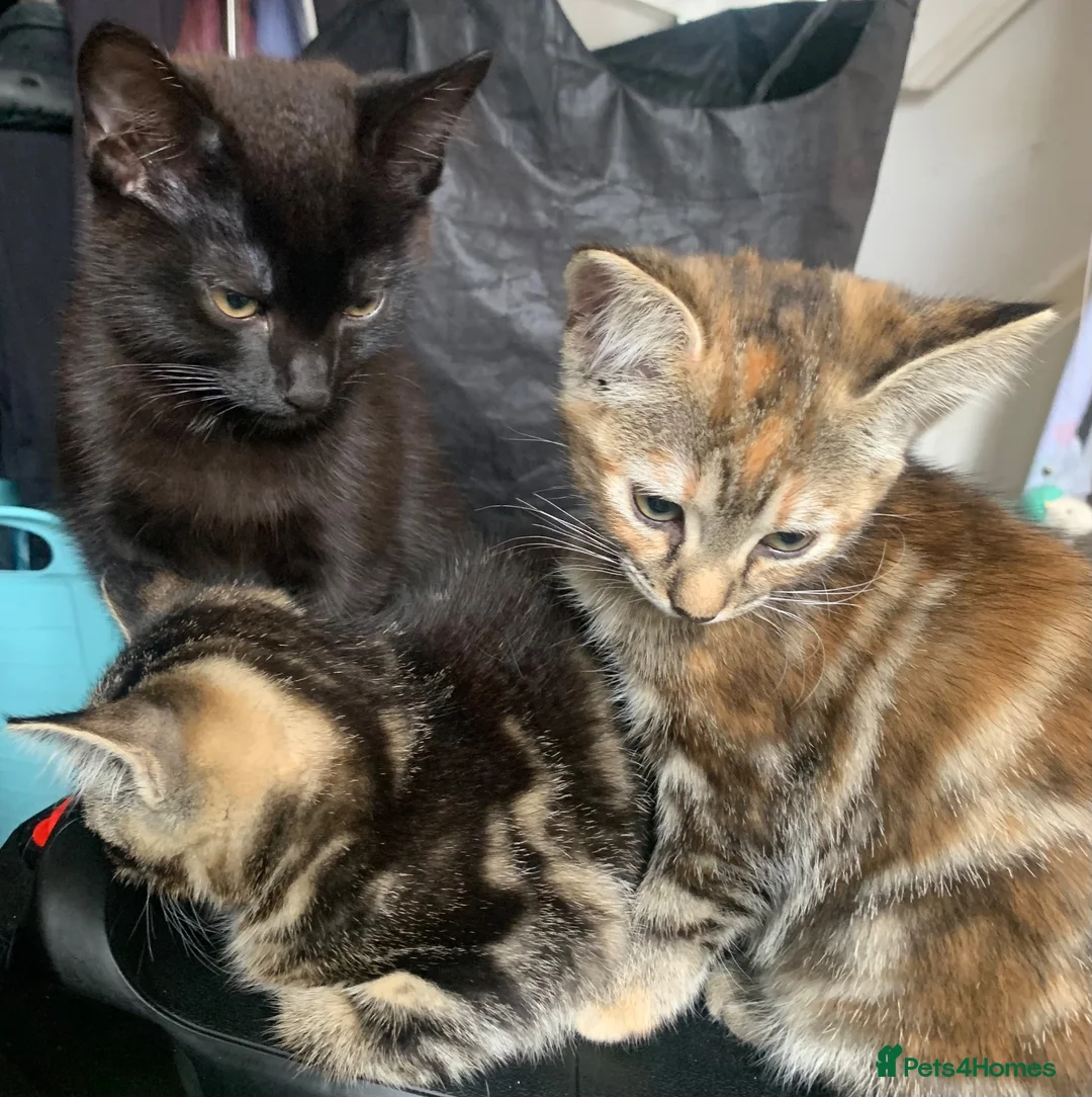 Mixed Breed cats for sale: 10 week old Maincoon cross Tabby kittens  in Bolton - Advert 17