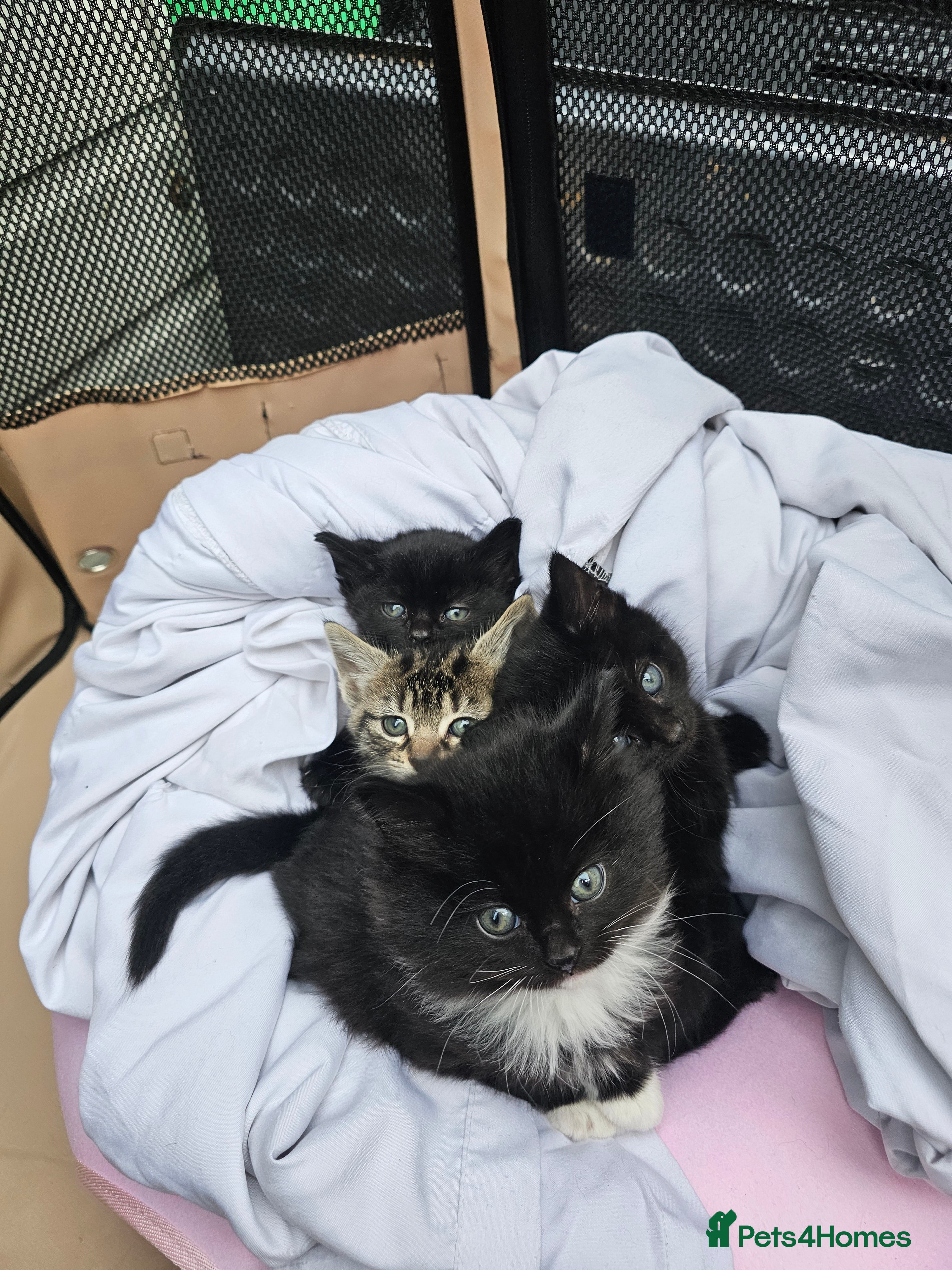 Mixed Breed cats 4 Gorgeous Bombay-Heritage Kittens- Litter Trained - Advert 14