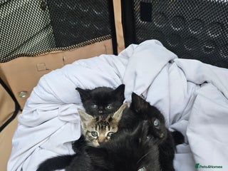 Mixed Breed cats 4 Gorgeous Bombay-Heritage Kittens- Litter Trained - Advert 1