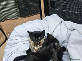 Mixed Breed cats 4 Gorgeous Bombay-Heritage Kittens- Litter Trained - Advert 10