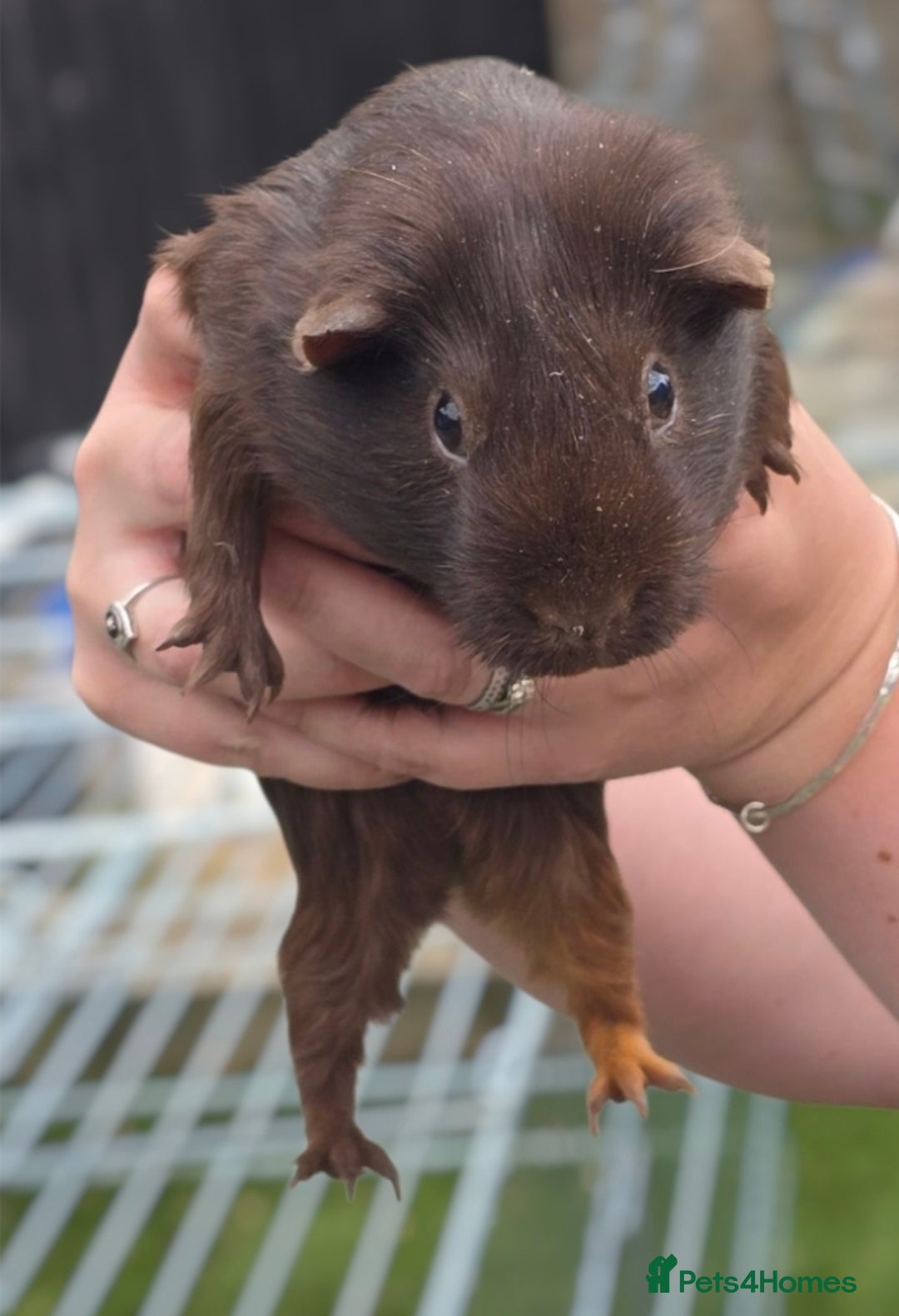 Guinea Pig rodents for sale: Chunky sows for sale  - Image 5