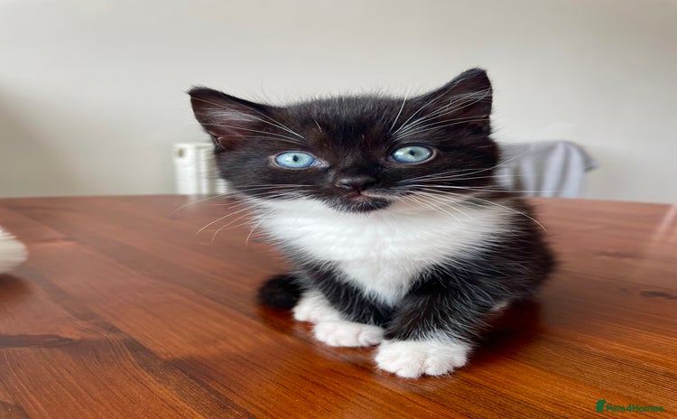 Mixed Breed cats - Advert 6