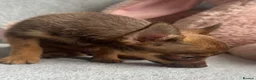 Chihuahua dogs for sale: Chihuahuas  - Advert 10