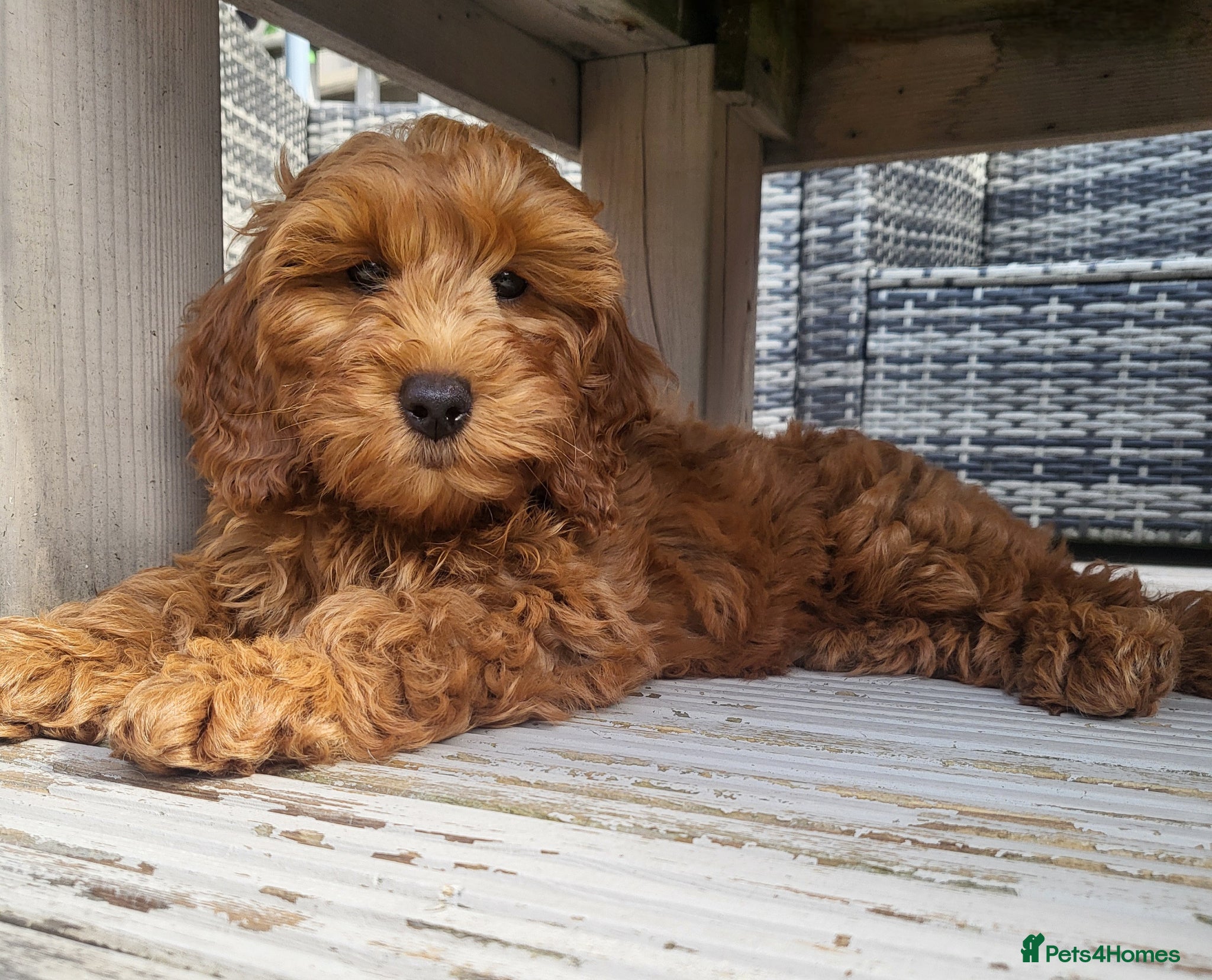 Cockapoo dogs F1b Show cockapoos. (2 girls available)  - Advert 2