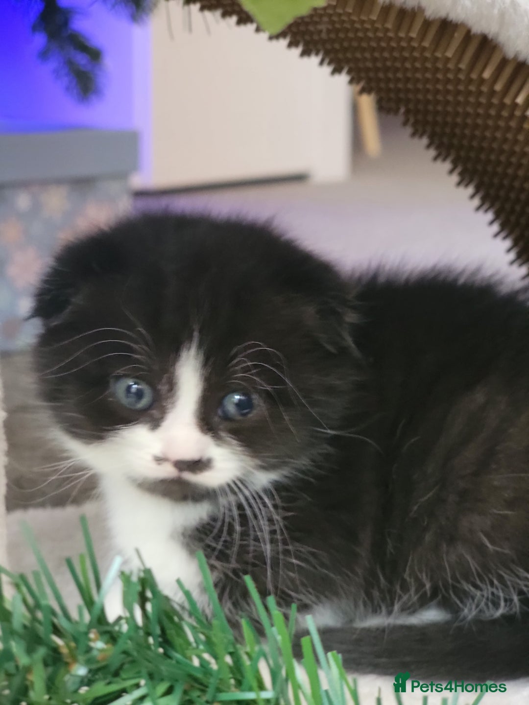 Scottish Fold cats for sale: Scottish fold - Advert 12