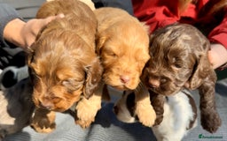Cockapoo dogs for sale: F1BB Cockapoo Pups  - Image 7